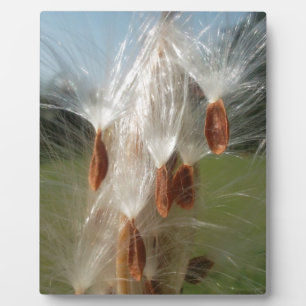 Plaque Photo Belle Magie Milkweed : Une conception de vol Skywa