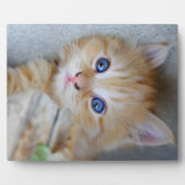 Plaque Photo Belle Tabby Kitten Orange (Devant)