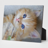 Plaque Photo Belle Tabby Kitten Orange (Côté)