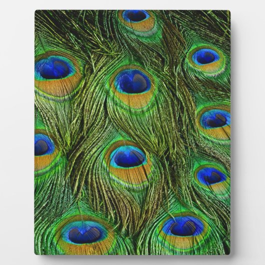 Plaque Photo Belles plumes de paon (Devant)