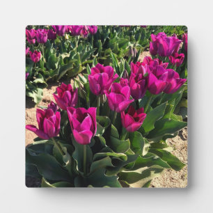 Plaque Photo Belles tulipes