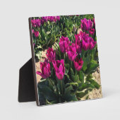 Plaque Photo Belles tulipes (Recto)