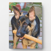 Plaque Photo berger allemand par Shirley Taylor (Devant)