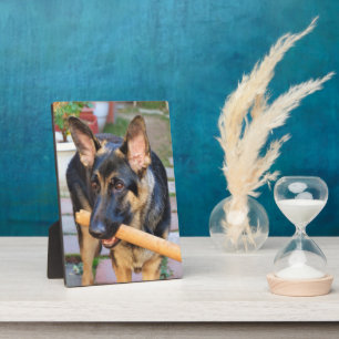 Plaque Photo berger allemand par Shirley Taylor