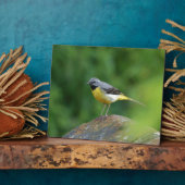 Plaque Photo Bergeronnette grise - oiseau (Côté)