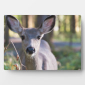 Plaque Photo Biche à queue noire de Colombie | État de Washingt (Devant)