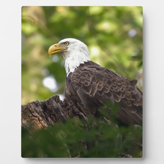 Plaque Photo Bientôt Eagle (Devant)