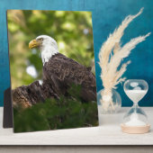 Plaque Photo Bientôt Eagle (Côté)