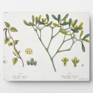 Plaque Photo Birch (à gauche) et Mistletoe (à droite), fig. 9 e