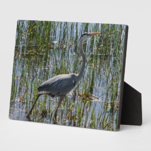 Plaque Photo Bird Great Blue Heron Photo