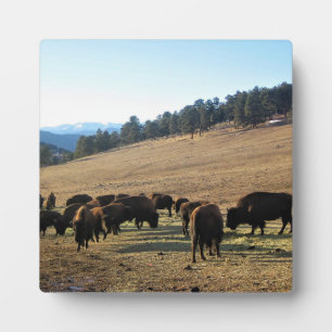 Plaque Photo Bison dans le Colorado