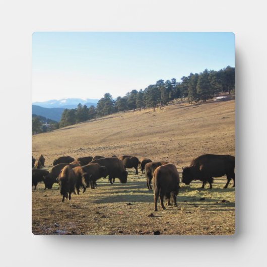 Plaque Photo Bison dans le Colorado (Devant)