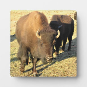 Plaque Photo Bison dans le Colorado