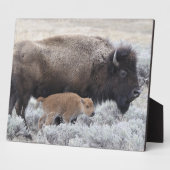 Plaque Photo Bison de vache et de veau, Yellowstone (Côté)