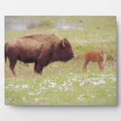 Plaque Photo Bison et veau à Yellowstone (Devant)