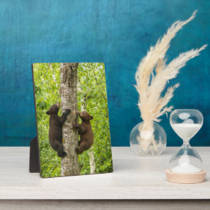 Plaque Photo Black Bear Cubs Climbing Tree