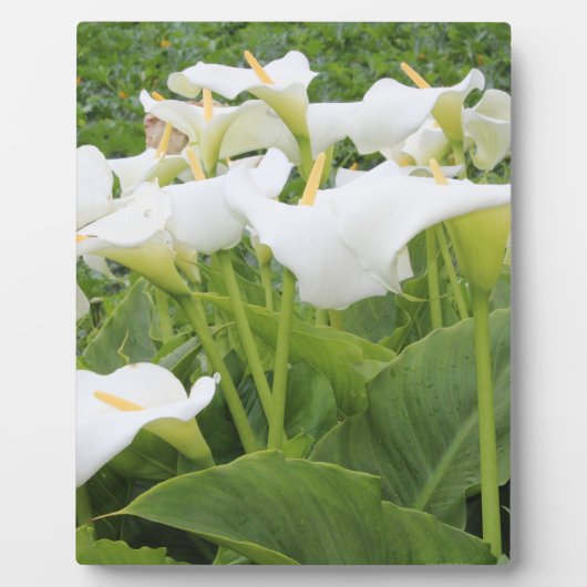 Plaque Photo Blanc Calla Lily (Devant)