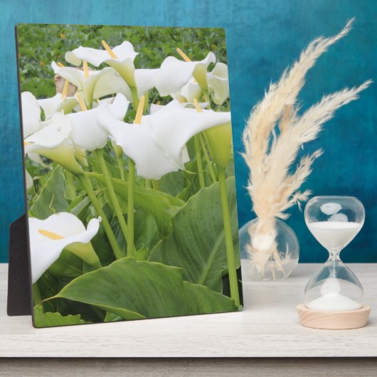 Plaque Photo Blanc Calla Lily (Côté)