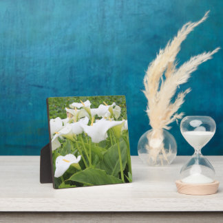 Plaque Photo Blanc Calla Lily