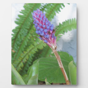 Plaque Photo Bleu cône fleur bromélique
