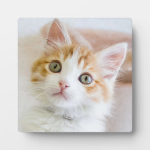 Plaque Photo Bleu doux Kitty Eyed