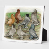 Plaque Photo Blondinettes Laced Pigeons de Frill Classique (Côté)