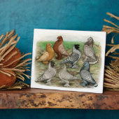 Plaque Photo Blondinettes Laced Pigeons de Frill Classique (Côté)