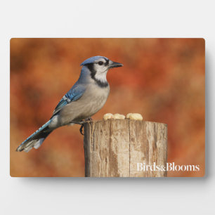 Plaque Photo Blue Jay