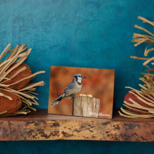 Plaque Photo Blue Jay (Côté)