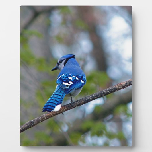 Plaque Photo Blue Jay (Devant)