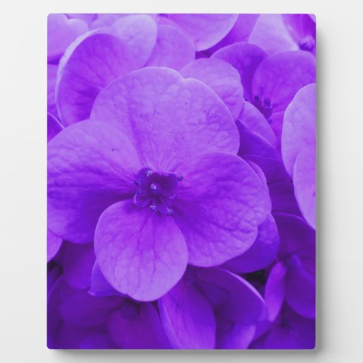 Plaque Photo Blue Violet Hydrangea (Devant)
