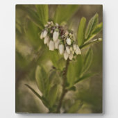 Plaque Photo Blueberry 585 (Devant)