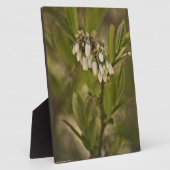 Plaque Photo Blueberry 585 (Côté)