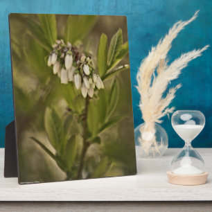 Plaque Photo Blueberry 585