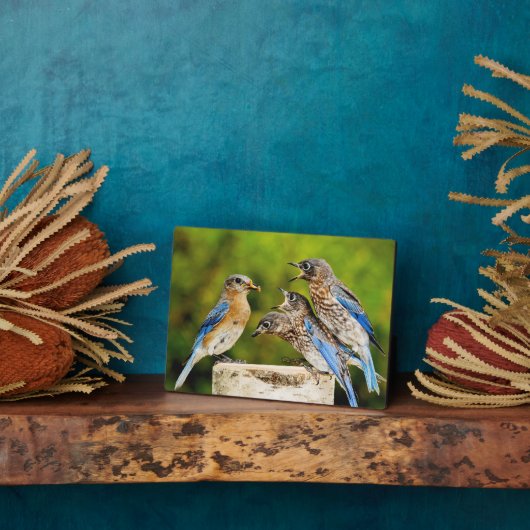 Plaque Photo Bluebird (Côté)