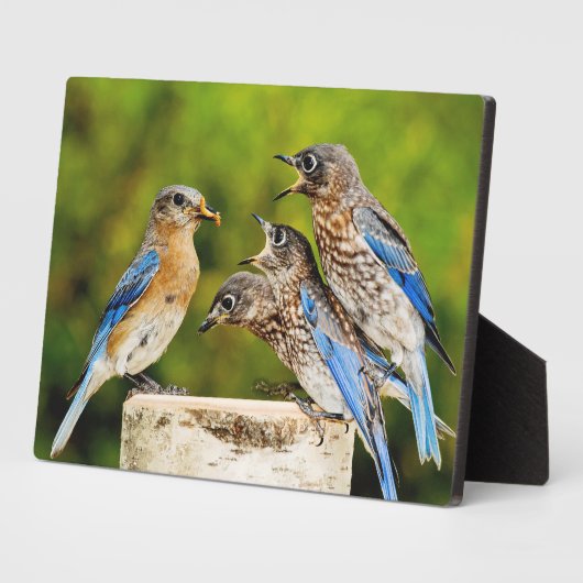 Plaque Photo Bluebird (Côté)