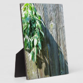 Plaque Photo Bois de Grange frais coupé (Côté)