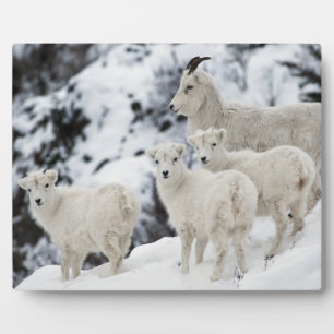 Plaque Photo Bonne famille de moutons