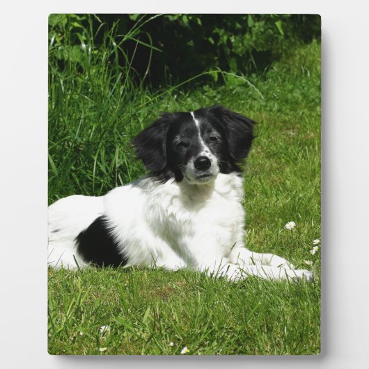 Plaque Photo Bordure Collie (Devant)