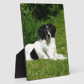 Plaque Photo Bordure Collie (Côté)