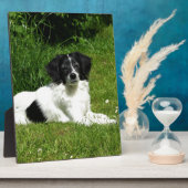 Plaque Photo Bordure Collie (Côté)