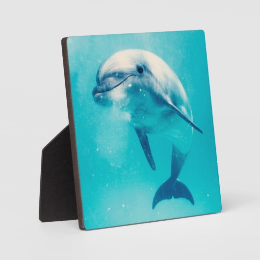 Plaque Photo Bottlenosed Dolphin Underwater (Recto)