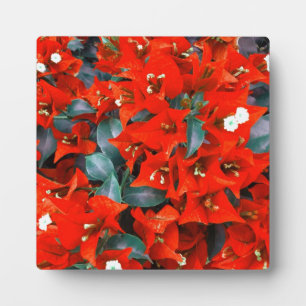 Plaque Photo Bougainvilliers rouges vibrants
