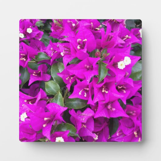 Plaque Photo Bougainvilliers violets vifs (Devant)
