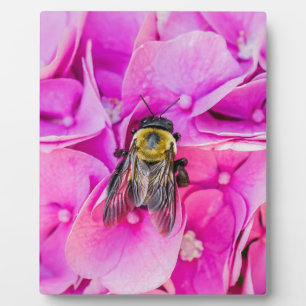 Plaque Photo Bourdon sur une Hydrangee