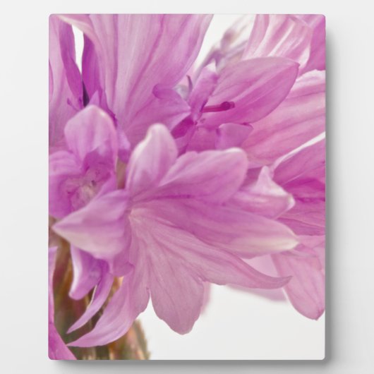 Plaque Photo Bouton de mise à jour (Devant)