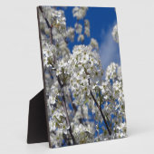 Plaque Photo Bradford Pear Blooms (Côté)