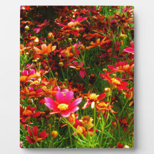 Plaque Photo Bright pink and yellow Daisy Wild flowers