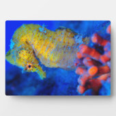 Plaque Photo Bright Seahorse | Hippocampe (Devant)