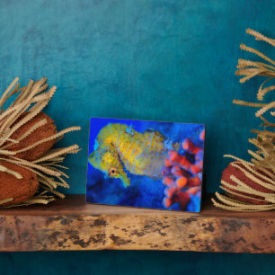 Plaque Photo Bright Seahorse Hippocampe